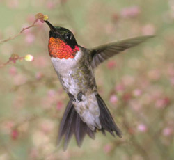 Archilochus colubris