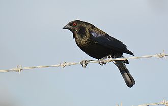 Molothrus aeneus
