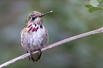 Selasphorus calliope