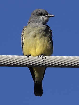 Tyrannus vociferans