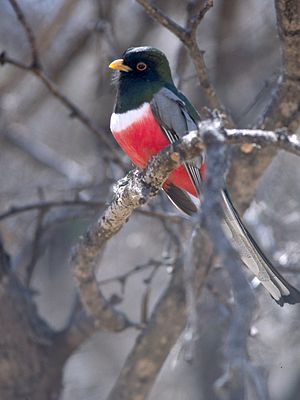 Trogon elegans