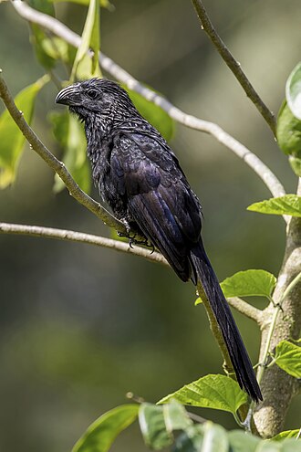 Crotophaga sulcirostris