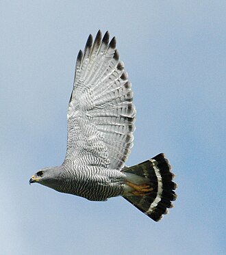 Buteo plagiatus