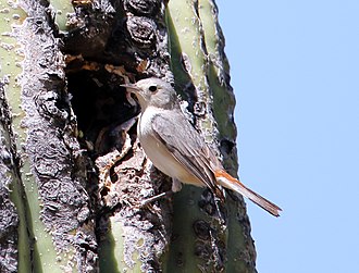 Leiothlypis luciae