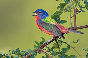 Passerina ciris