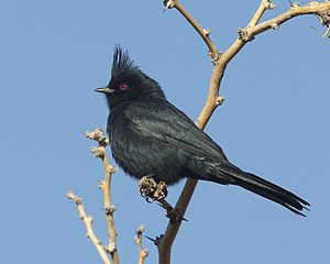 Phainopepla nitens