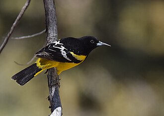 Icterus parisorum