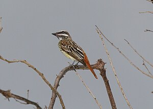 Myiodynastes luteiventris