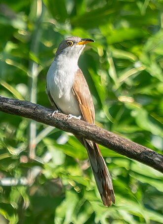 Coccyzus americanus