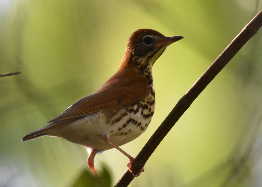 wood thrush