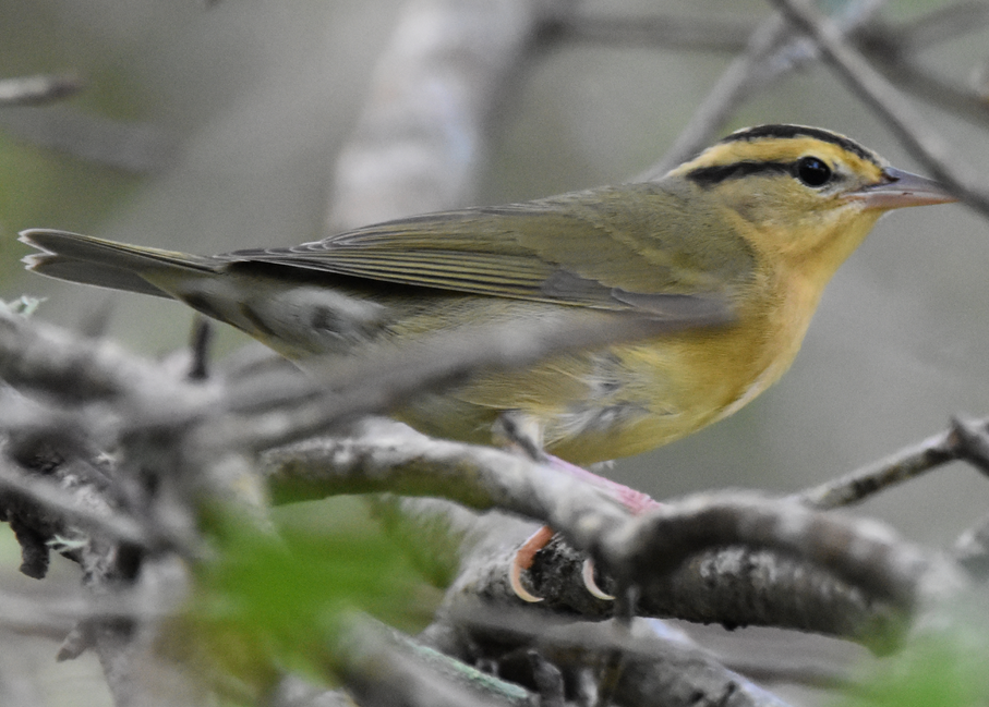 worm eating warbler